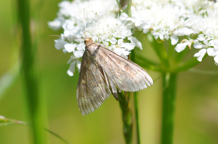 E'' una Crambidae?